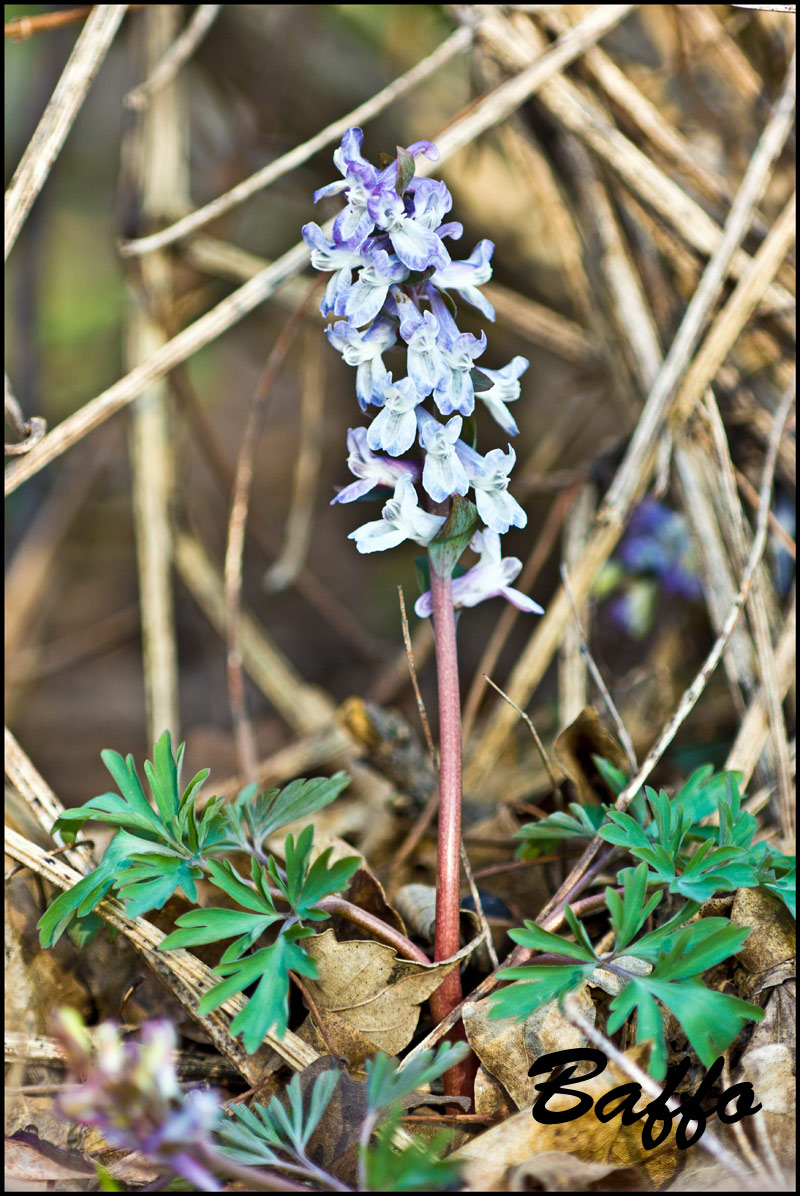 Corydalis cava